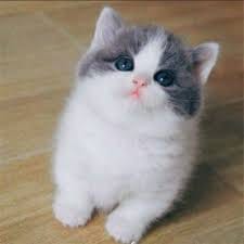 Nguyễn Ngọc Bích avatar